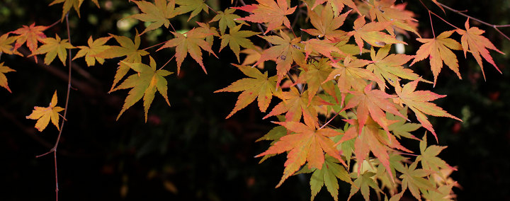 Fallcolorsatsaiho Ji